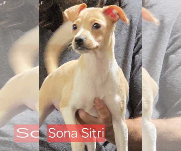 Medium Photo #1 Chihuahua-Unknown Mix Puppy For Sale in Minneapolis, MN, USA