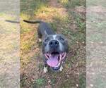 Small #20 American Pit Bull Terrier-American Staffordshire Terrier Mix
