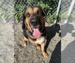 Small #1 Bloodhound-German Shepherd Dog Mix