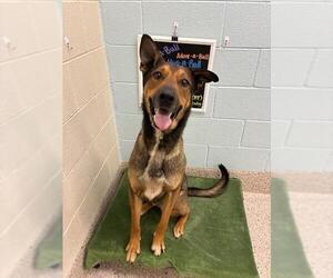 German Shepherd Dog-Unknown Mix Dogs for adoption in Brighton, CO, USA