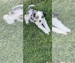 Puppy 1 Aussie-Poo