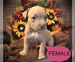 Small Photo #4 American Bully Puppy For Sale in SALEM, IL, USA