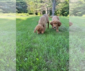 Golden Irish Puppy for sale in SOMERVILLE, ME, USA