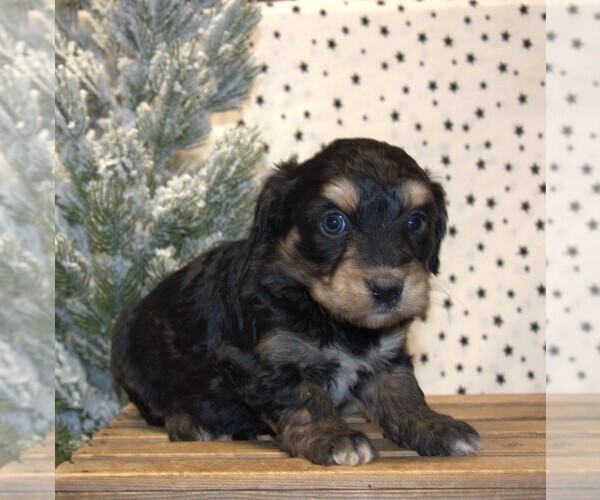 Medium Photo #19 Aussiedoodle Miniature  Puppy For Sale in NEWBERRY, IN, USA