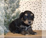 Small Photo #19 Aussiedoodle Miniature  Puppy For Sale in NEWBERRY, IN, USA