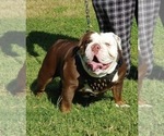 Small Photo #1 Bulldog Puppy For Sale in CORPUS CHRISTI, TX, USA