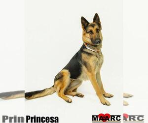 German Shepherd Dog Dogs for adoption in Maryville, TN, USA