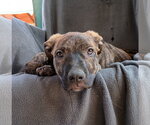 Small Photo #6 Mutt Puppy For Sale in Apple Valley, CA, USA