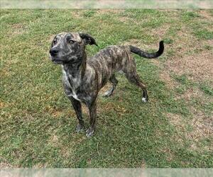 Plott Hound Dogs for adoption in Grovetown, GA, USA