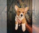 Puppy 1 Pembroke Welsh Corgi
