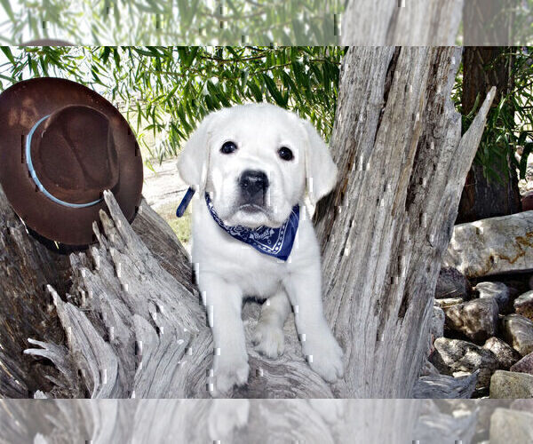 Medium Photo #12 Labrador Retriever Puppy For Sale in FOUNTAIN, CO, USA