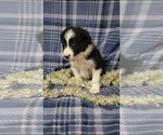 Small Photo #3 Border Collie Puppy For Sale in OWEN, WI, USA