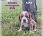 Puppy Sprinkles Cocker Spaniel