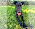 Small #4 Labrador Retriever Mix