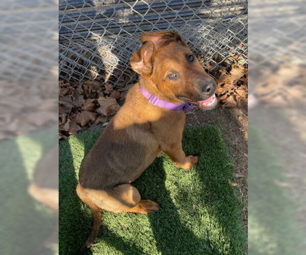 Medium Photo #6 German Shepherd Dog-Unknown Mix Puppy For Sale in Ventura, CA, USA