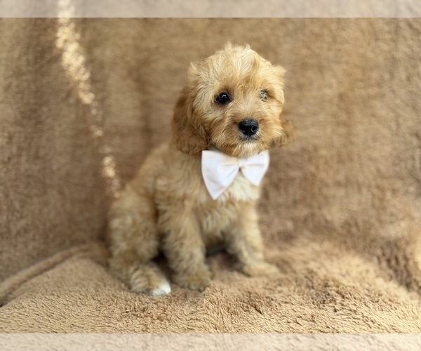 Medium Photo #6 Cavapoo (Miniature) Puppy For Sale in LAKELAND, FL, USA