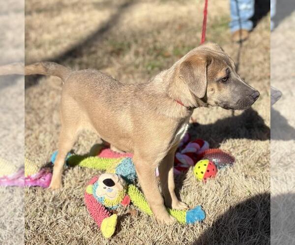 Medium Photo #3 Labmaraner Puppy For Sale in Yardley, PA, USA