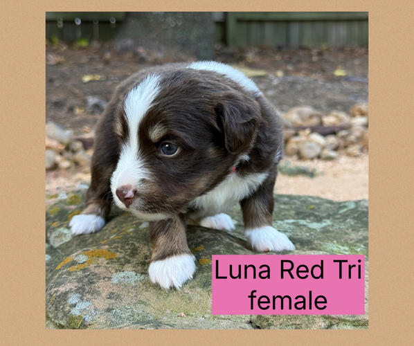 Medium Photo #1 Miniature Australian Shepherd Puppy For Sale in CONROE, TX, USA