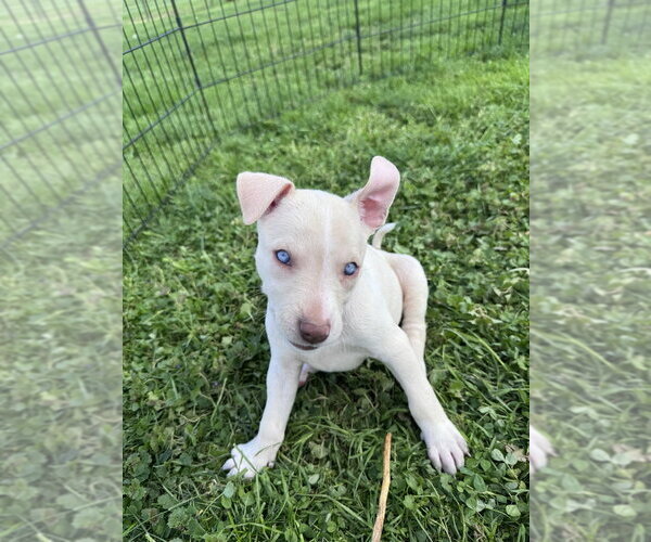 Medium Photo #4 Siberian Husky-Unknown Mix Puppy For Sale in Springdale, PA, USA