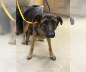 German Shepherd Dog Dogs for adoption in Riverside, CA, USA