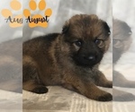 Small Photo #2 German Shepherd Dog Puppy For Sale in BENTON, IL, USA