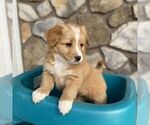 Small Photo #2 Australian Mountain Dog Puppy For Sale in EAST EARL, PA, USA