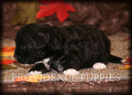 Small Photo #8 ShihPoo Puppy For Sale in COPPOCK, IA, USA