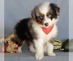 Small Photo #7 Aussiedoodle Miniature  Puppy For Sale in MILLERSBURG, OH, USA