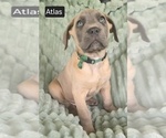 Small #11 Cane Corso