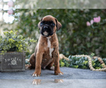Small #1 Boxer