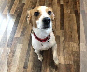 Beagle Dogs for adoption in Fargo, ND, USA