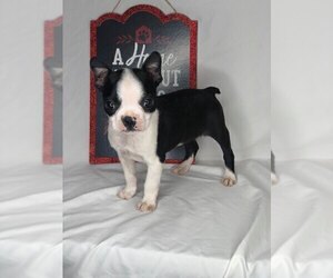 Boston Terrier Puppy for sale in INDIANAPOLIS, IN, USA