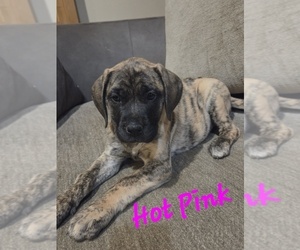 Medium Mastiff