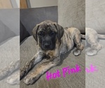 Puppy Betty Mastiff