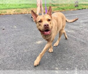 - Mix Dogs for adoption in Landenberg, PA, USA