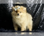 Small Photo #45 Pomeranian Puppy For Sale in WARSAW, IN, USA
