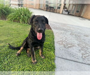 Medium Labrador Retriever Mix