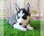 Small Photo #3 Siberian Husky Puppy For Sale in ARTHUR, IL, USA