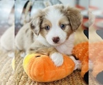 Puppy 0 Miniature Australian Shepherd