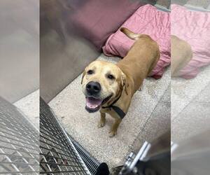 Mutt Dogs for adoption in Martinsburg, WV, USA