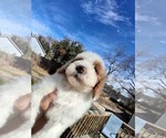 Small Photo #188 Goldendoodle (Miniature) Puppy For Sale in GASTONIA, NC, USA