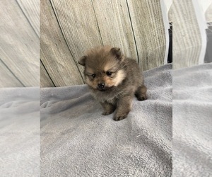 Pomeranian Dog for Adoption in SIOUX FALLS, South Dakota USA