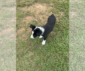 Border Collie Puppy for sale in LONDON, KY, USA