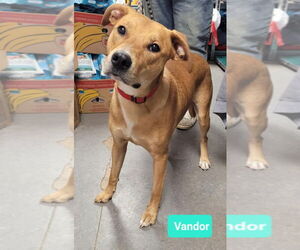 American Pit Bull Terrier-Labrador Retriever Mix Dogs for adoption in Richmond, IN, USA