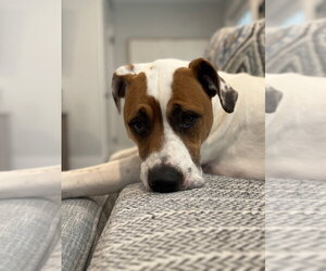 Odie Bruiser - Male Pointer-Unknown Mix Dog for Adoption - Photo #2