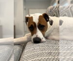 Small Photo #2 Pointer-Unknown Mix Puppy For Sale in Boston, MA, USA