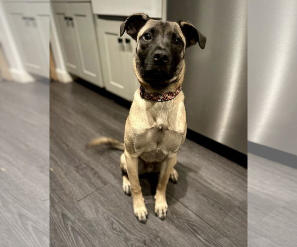 Medium Photo #2 Pug-Unknown Mix Puppy For Sale in Dumont, NJ, USA