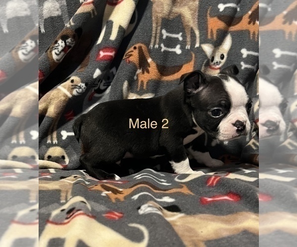 Medium Photo #1 Boston Terrier Puppy For Sale in BUCHANAN, GA, USA