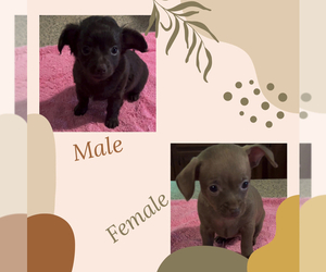 Chiweenie Puppy for sale in ECHO, AL, USA