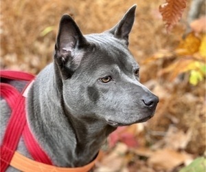 Mother of the Thai Ridgeback puppies born on 11/19/2023